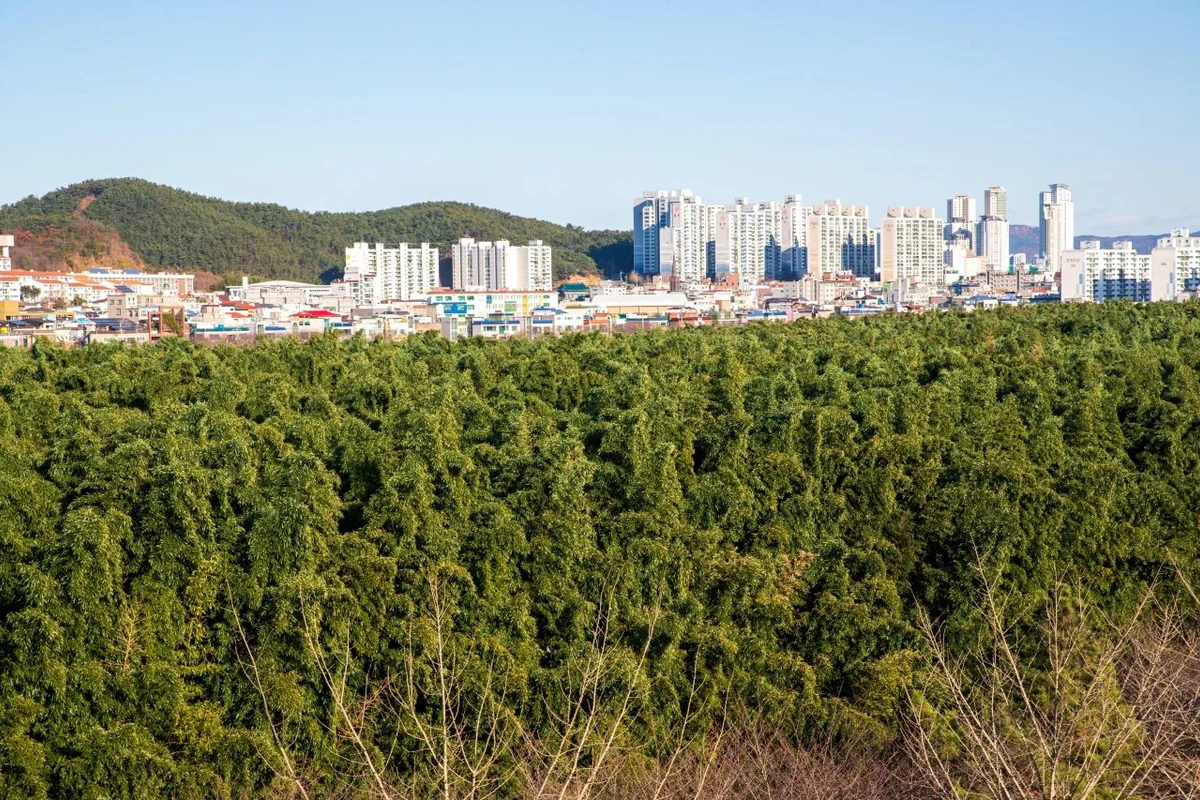 태화강 십리대숲 - 태화강 여행