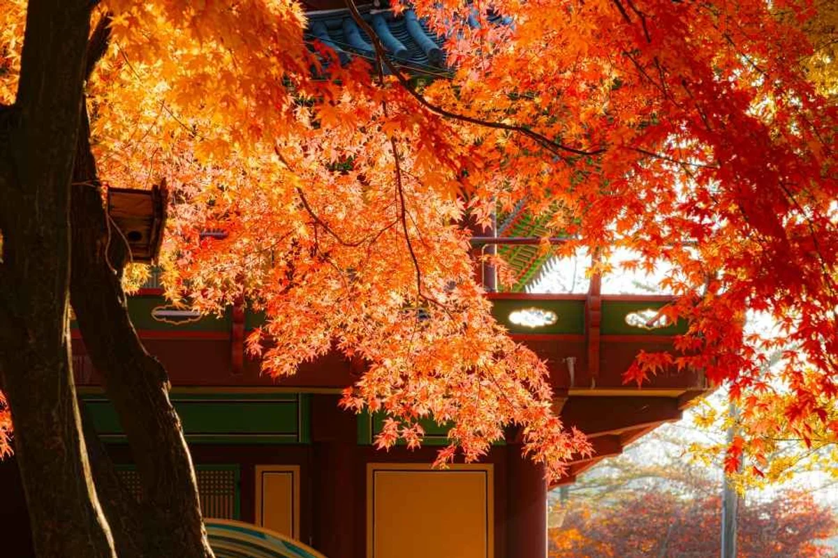 남양주체육문화센터 - 남양주벚꽃 여행