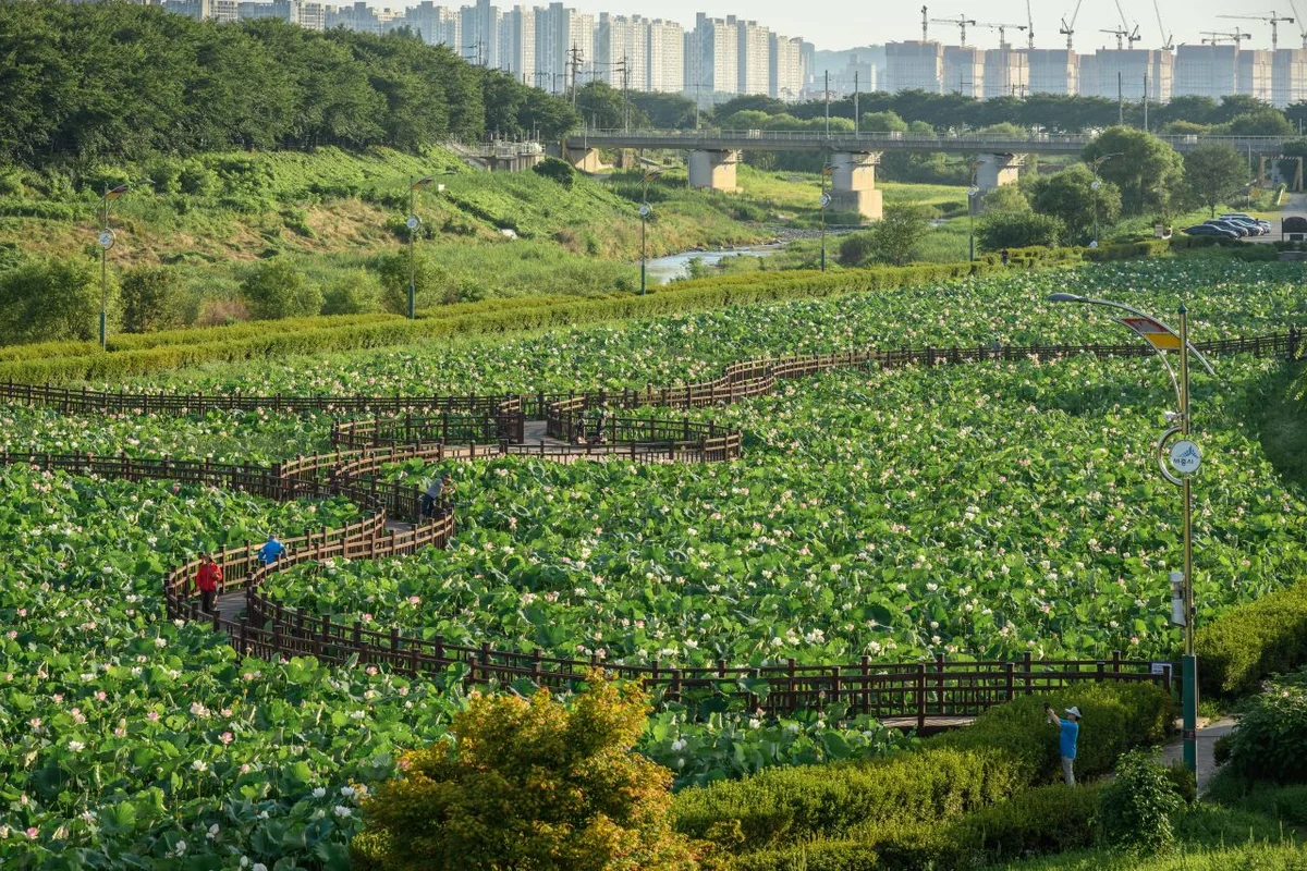 조천연꽃공원 - 조치원여행 여행
