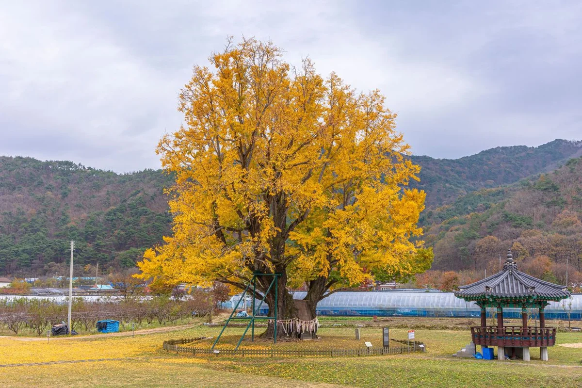 남이자연휴양림 - 금산군 여행