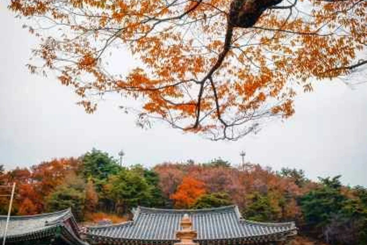 금강보행교 (이응다리) - 세종여행 여행