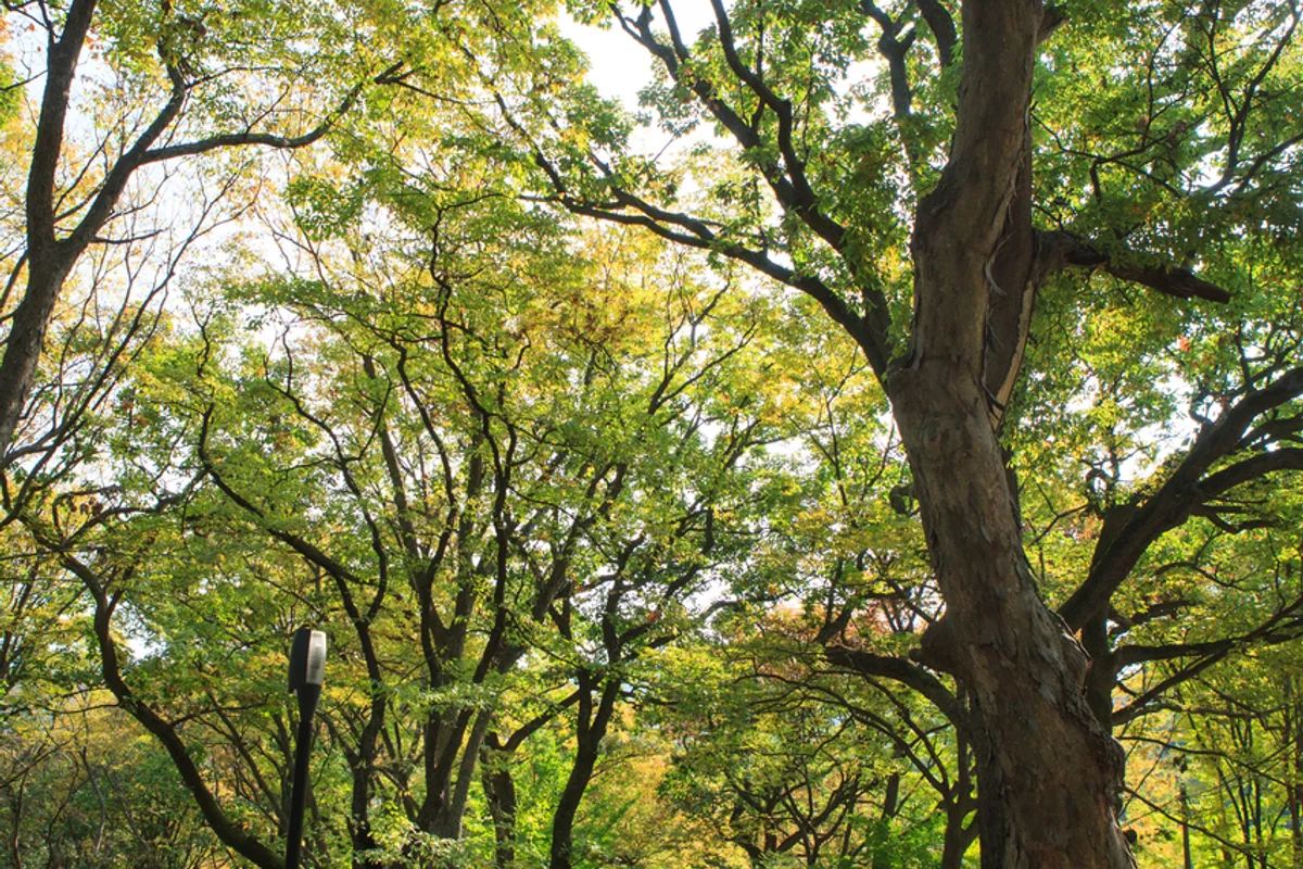 하동십리벚꽃길 - 하동여행 여행