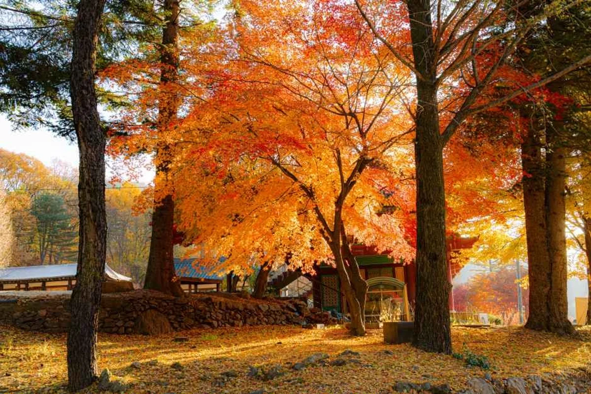 팔당호수 벚꽃길 - 남양주벚꽃 여행