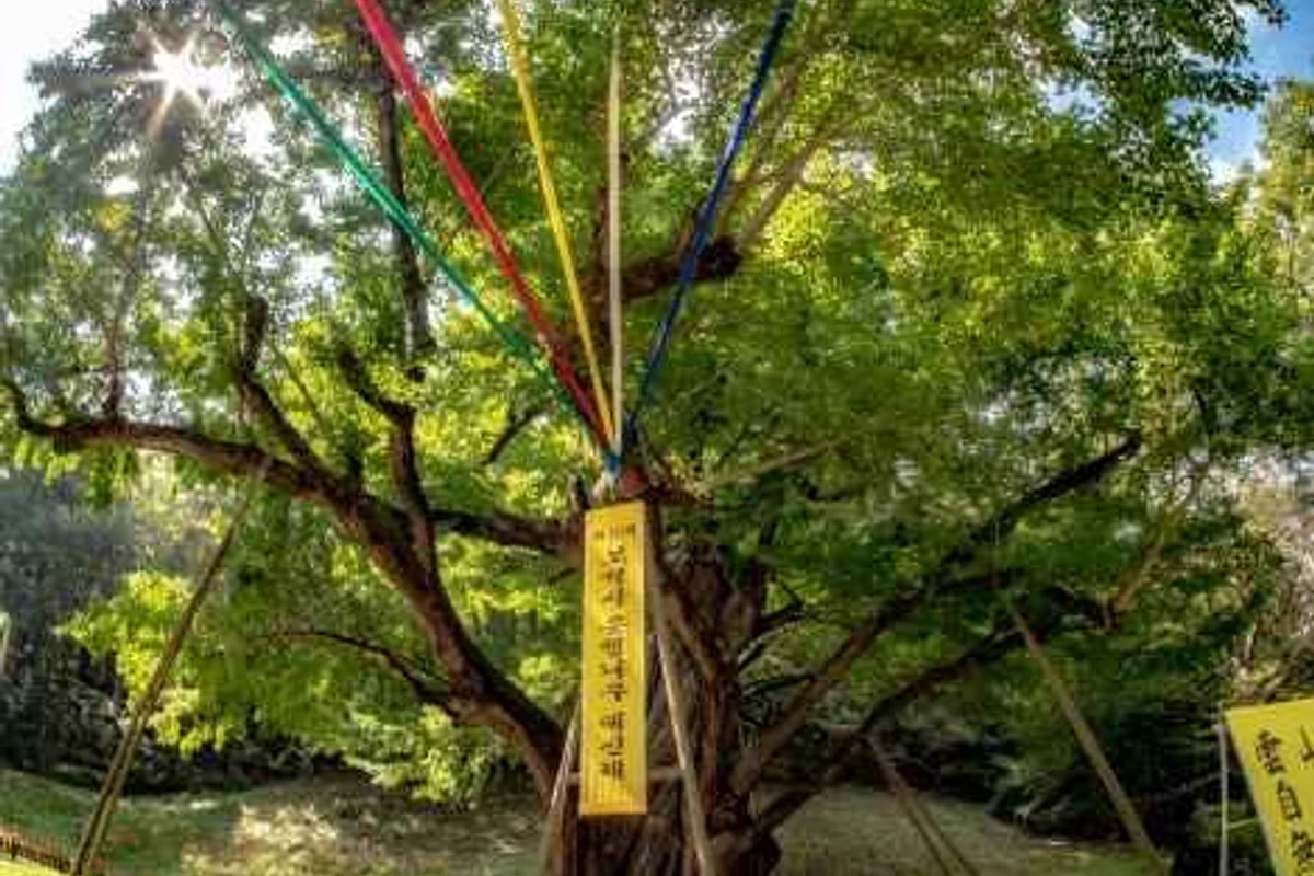 금산군 낚시: 월영산 출렁다리 주변 탐방 - 금산군 여행