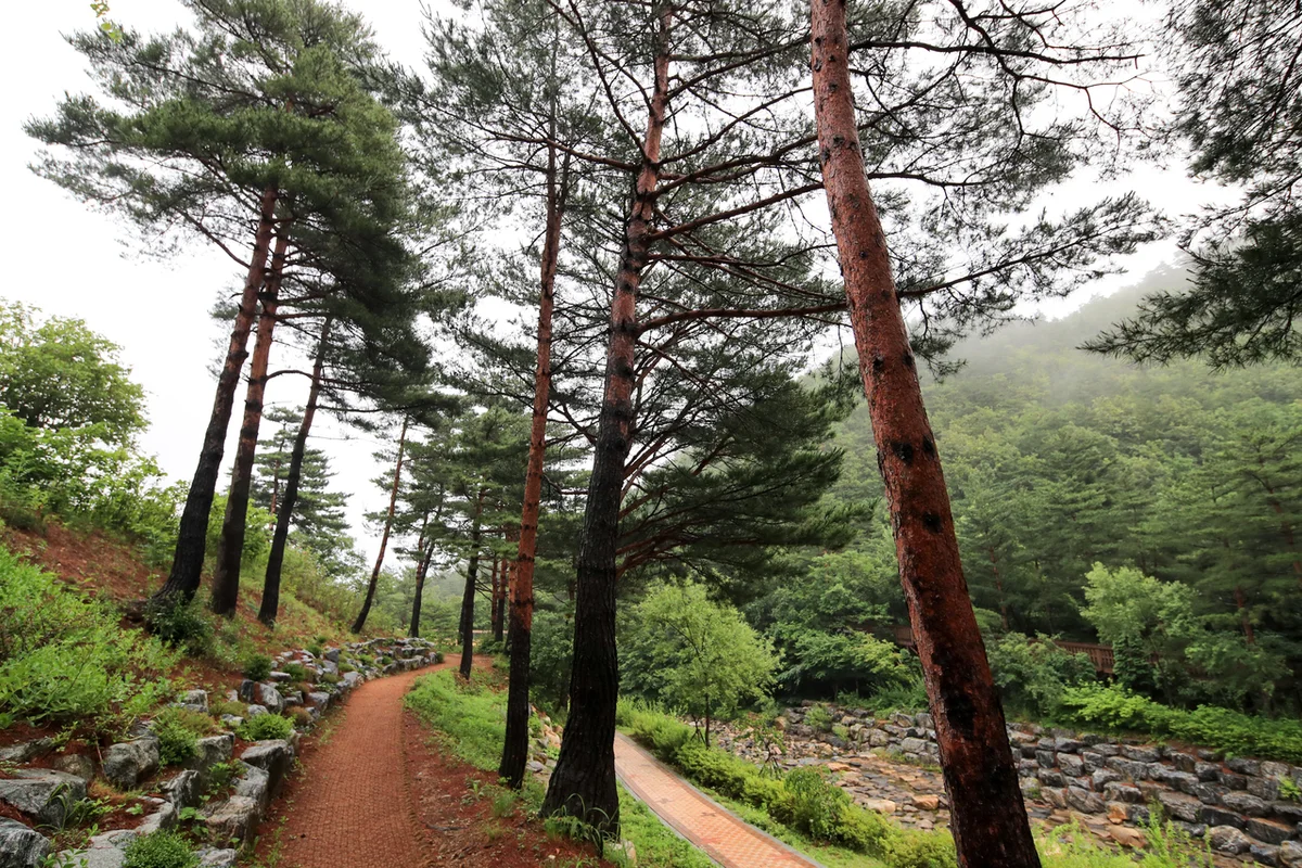 강릉솔향수목원 - 10월 강원 여행